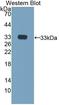 Aurora Kinase C antibody, LS-C686965, Lifespan Biosciences, Western Blot image 