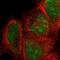 SIX Homeobox 1 antibody, HPA001893, Atlas Antibodies, Immunofluorescence image 