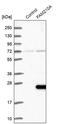 Family With Sequence Similarity 210 Member A antibody, PA5-53146, Invitrogen Antibodies, Western Blot image 