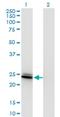 Bridging Integrator 3 antibody, H00055909-M09, Novus Biologicals, Western Blot image 