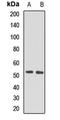 Peter Pan Homolog antibody, orb412594, Biorbyt, Western Blot image 