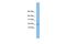 Trafficking Protein Particle Complex 1 antibody, PA5-70326, Invitrogen Antibodies, Western Blot image 