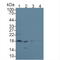 Endothelial Differentiation Related Factor 1 antibody, LS-C374386, Lifespan Biosciences, Western Blot image 