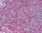 Frizzled Class Receptor 7 antibody, orb88315, Biorbyt, Immunohistochemistry paraffin image 