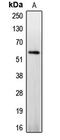 Caspase 8 antibody, MBS821979, MyBioSource, Western Blot image 