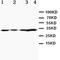 Selectin L antibody, orb27572, Biorbyt, Western Blot image 