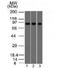 Villin 1 antibody, orb386106, Biorbyt, Western Blot image 