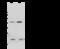 Calcium Regulated Heat Stable Protein 1 antibody, 107204-T32, Sino Biological, Western Blot image 