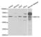 Myocyte Enhancer Factor 2C antibody, abx002021, Abbexa, Western Blot image 
