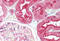 C1q And TNF Related 6 antibody, MBS241260, MyBioSource, Immunohistochemistry frozen image 