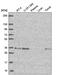 Golgi Phosphoprotein 3 antibody, PA5-65982, Invitrogen Antibodies, Western Blot image 