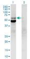 DNA Polymerase Delta 2, Accessory Subunit antibody, H00005425-B01P, Novus Biologicals, Western Blot image 