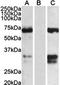 Forkhead Box C2 antibody, orb18538, Biorbyt, Western Blot image 
