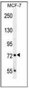 CTAGE Family Member 4 antibody, AP51122PU-N, Origene, Western Blot image 