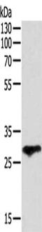 Coagulation Factor III, Tissue Factor antibody, CSB-PA040718, Cusabio, Western Blot image 