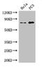 Spermatid perinuclear RNA-binding protein antibody, LS-C397637, Lifespan Biosciences, Western Blot image 