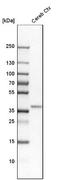 Oligodendrocyte transcription factor 2 antibody, NBP1-88634, Novus Biologicals, Western Blot image 