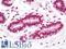 TAL BHLH Transcription Factor 1, Erythroid Differentiation Factor antibody, LS-C118375, Lifespan Biosciences, Immunohistochemistry frozen image 