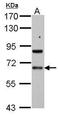 PDZ And LIM Domain 5 antibody, GTX111925, GeneTex, Western Blot image 