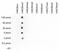 Histone Cluster 4 H4 antibody, CI1039, Boster Biological Technology, Dot Blot image 