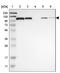 Heat Shock Protein Family A (Hsp70) Member 4 antibody, NBP1-81696, Novus Biologicals, Western Blot image 