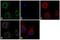 Ceruloplasmin antibody, LF-MA0159, Invitrogen Antibodies, Immunofluorescence image 