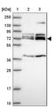 Zinc Finger Protein 280A antibody, NBP1-92459, Novus Biologicals, Western Blot image 