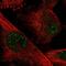 Basic Helix-Loop-Helix Family Member E40 antibody, NBP2-47488, Novus Biologicals, Immunocytochemistry image 