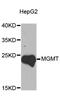 O-6-Methylguanine-DNA Methyltransferase antibody, MBS127905, MyBioSource, Western Blot image 