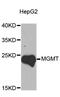 O-6-Methylguanine-DNA Methyltransferase antibody, MBS127905, MyBioSource, Western Blot image 