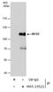 BICD Cargo Adaptor 2 antibody, MA5-23522, Invitrogen Antibodies, Immunoprecipitation image 