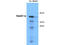 NEDD1 Gamma-Tubulin Ring Complex Targeting Factor antibody, A06427, Boster Biological Technology, Western Blot image 