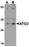 Autophagy Related 3 antibody, A01768, Boster Biological Technology, Western Blot image 