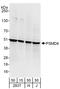 Proteasome 26S Subunit, Non-ATPase 4 antibody, A303-855A, Bethyl Labs, Western Blot image 