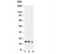 Interleukin 7 antibody, R30115, NSJ Bioreagents, Western Blot image 