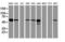 Farnesyl-Diphosphate Farnesyltransferase 1 antibody, NBP2-01170, Novus Biologicals, Western Blot image 