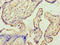 Annexin A9 antibody, A55711-100, Epigentek, Immunohistochemistry paraffin image 