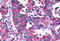 Thyrotropin Releasing Hormone Receptor antibody, MBS242736, MyBioSource, Immunohistochemistry frozen image 