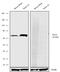 Discs Large MAGUK Scaffold Protein 2 antibody, 711031, Invitrogen Antibodies, Western Blot image 