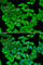 Malate Dehydrogenase 2 antibody, A6297, ABclonal Technology, Immunofluorescence image 