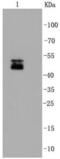 RNA Binding Fox-1 Homolog 3 antibody, NBP2-67314, Novus Biologicals, Western Blot image 