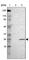 HsMAD2 antibody, HPA003348, Atlas Antibodies, Western Blot image 