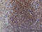 EPH Receptor B3 antibody, LS-C133176, Lifespan Biosciences, Immunohistochemistry frozen image 