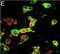 Growth Associated Protein 43 antibody, PA1-16729, Invitrogen Antibodies, Immunofluorescence image 