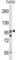 HPS3 Biogenesis Of Lysosomal Organelles Complex 2 Subunit 1 antibody, abx029129, Abbexa, Western Blot image 