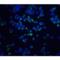 X-box-binding protein 1 antibody, LS-B188, Lifespan Biosciences, Immunofluorescence image 