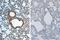 Interleukin 1 Beta antibody, A00101-3, Boster Biological Technology, Immunohistochemistry frozen image 