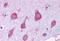 60S ribosomal protein L22 antibody, MBS247320, MyBioSource, Immunohistochemistry frozen image 