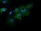 Growth Arrest Specific 7 antibody, NBP2-03061, Novus Biologicals, Immunocytochemistry image 