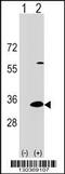 Dual Adaptor Of Phosphotyrosine And 3-Phosphoinositides 1 antibody, 59-161, ProSci, Western Blot image 